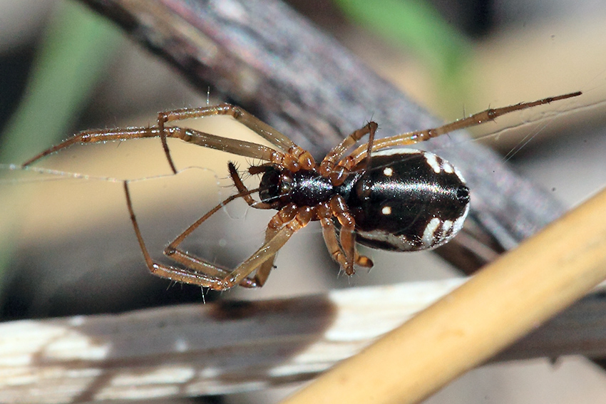 Frontinellina frutetorum - Badalucco (IM)